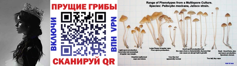 Псилоцибиновые грибы Magic Shrooms  магазин    Азнакаево 